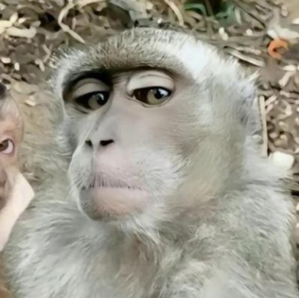 Avatar do grupo Chat d'costaxx 🎭