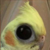 Avatar do grupo 🌚 Cenas Lamentáveis 🌝