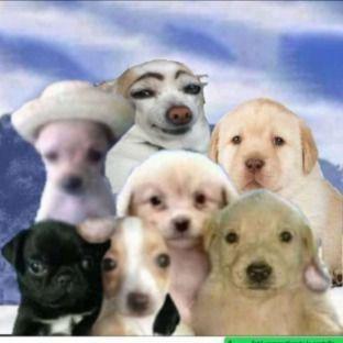 ᴄᴀᴄʜᴏʀʀᴏ ʟᴀᴛᴇ, ɢᴇɴᴛᴇ ʀɪ 🐶😹