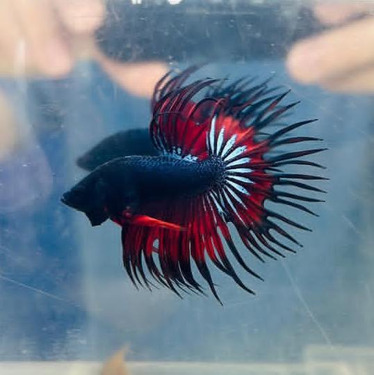 Avatar do grupo BETTAS BC