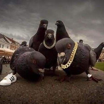 ⸙ 𝝝𝗦 𝝗𝝘𝝞𝝛𝝙𝗗𝝝𝗦 ⸙