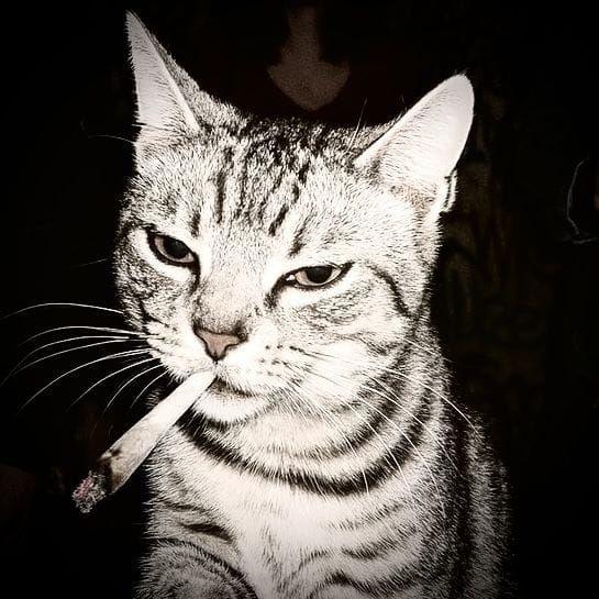 Avatar do grupo ෴由 𝗼𝘀 𝗰𝗵𝗲𝗶𝗿𝗮 𝘀𝗮𝘇𝗼𝗻 由෴