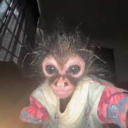 Avatar do grupo 😶‍🌫️Zueira 24H😶‍🌫️